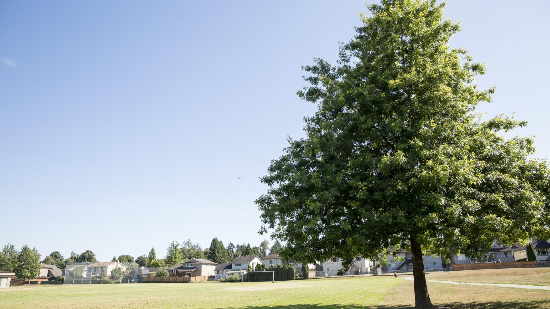 A wide grass field with paved pathways through it framed by a tree.
